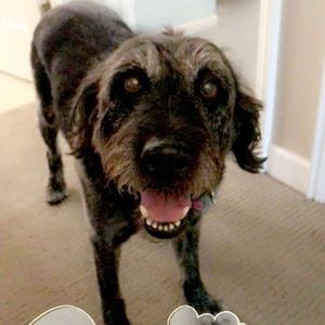 Meet your Posher, Phoebe